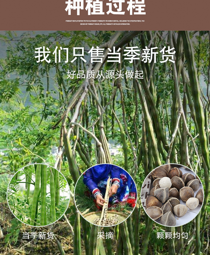 图片[7]-云南辣木籽，来自大山野的馈赠，健康养生食品